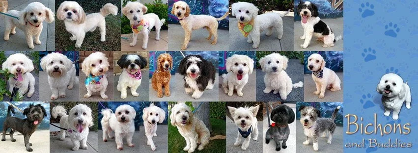 Bichons and Buddies