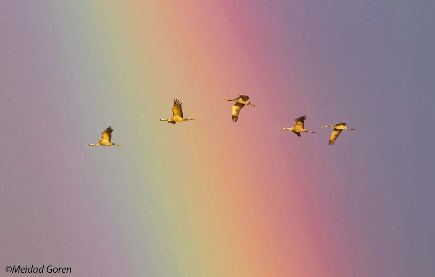 SPNI - Society for the Protection of Nature in Israel