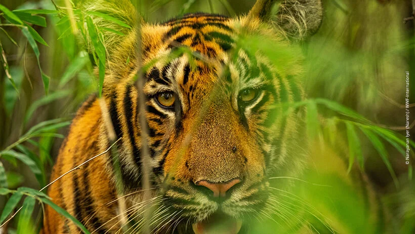 World Wildlife Fund WWF