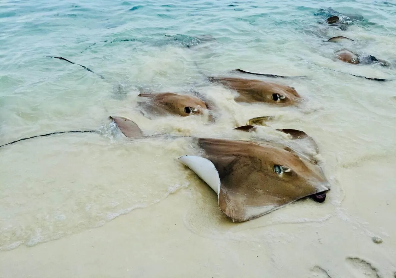 Ocean Conservancy