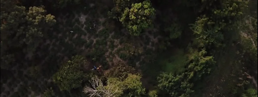 Trees for the Future