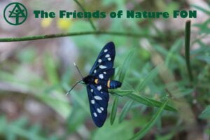 FON - Friends of Nature